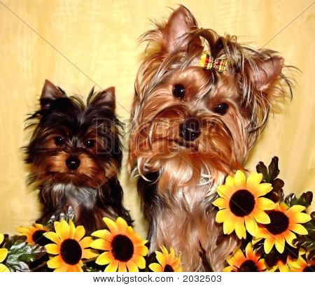  Dejlig lille gravhunde