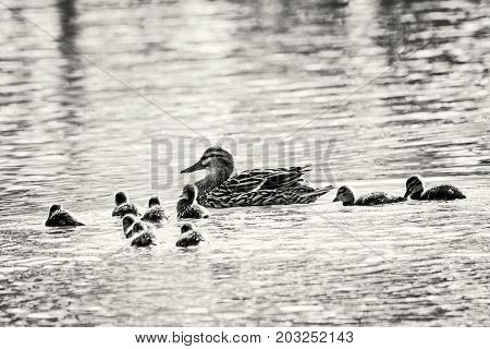 Beautiful wild Mallard duck with youngs - Anas platyrhynchos. Animal theme. Black and white photo.