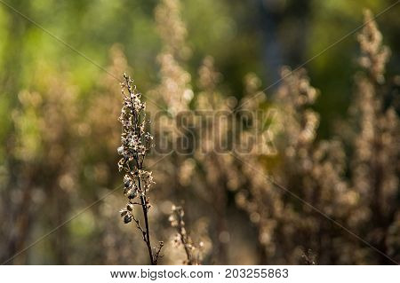 A Plant With Flovers On A Blurred Background. Evening Field