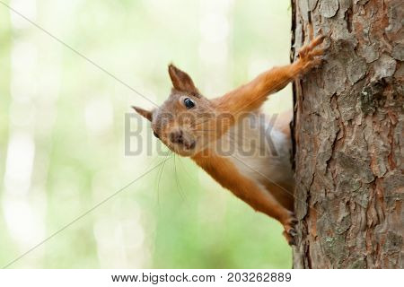 red European squirrel walks through the woods