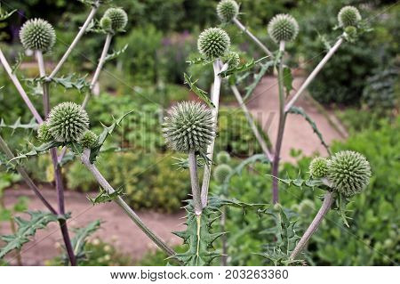 Echinops sphaerocephalus known by the common names glandular globe-thistle great globe-thistle or pale globe-thistle