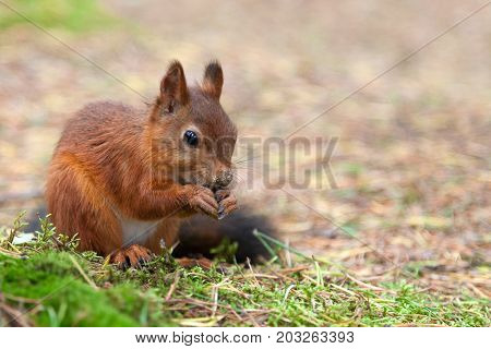 red European squirrel walks through the woods