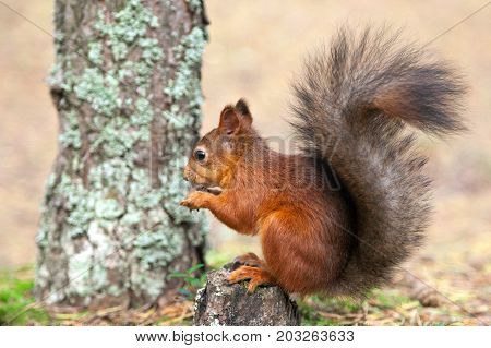 red European squirrel walks through the woods
