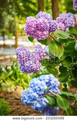 Colorful flowers hydrangeas against the background of green leaves