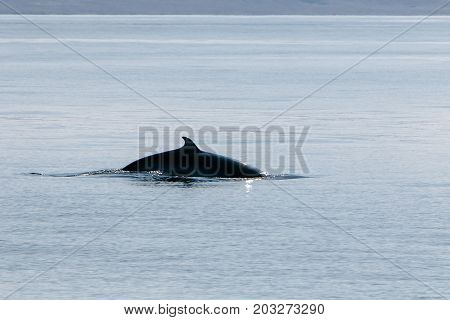 Back of a pilot whale seen during a whale watching tour out of Olafsvik Iceland.