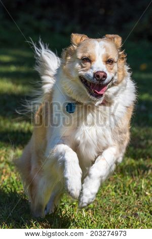 Vertical photo of a blonde border collie mix dog running and jumping towards the camera