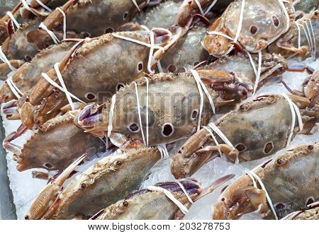 Three-spot swimming crabs on an ice stall