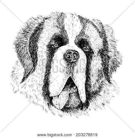 Watercolor artistic black and white dog portrait isolated on white background. Cute pet animal head hand drawn. Senbernar puppy. New Year symbol christmas card xmas emblem.
