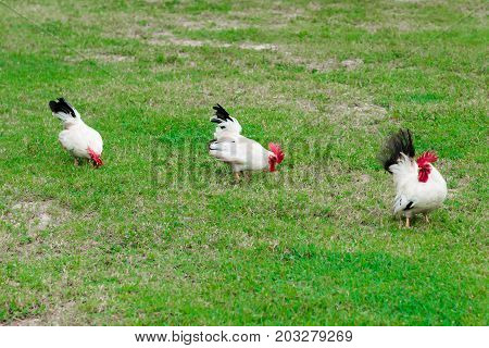 Three free range wild white roosters feeding on the grass lawn petting farm