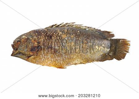 Grilled fish with salt isolated - Anabas testudineus