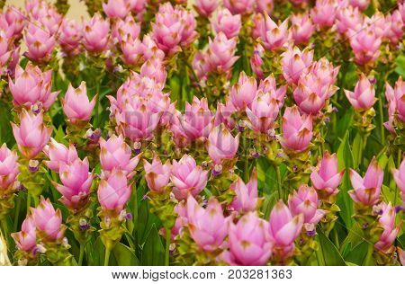 Wild flower field - Curcuma sessilis for background