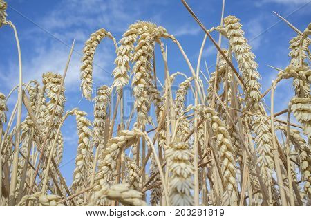 Wheat ears full of grains at cereal field over blue sky. Low angle view