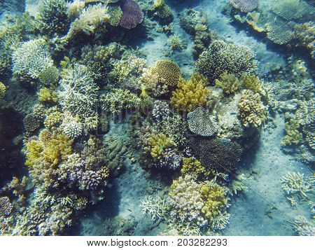 Tropical seashore underwater landscape. Coral reef and fish top view. Coral reef underwater photo. Snorkeling or diving undersea banner template. Seaside summer vacation activity. Aquarium background