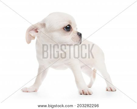 Chihuahua Cobby Type White Purebred Puppy