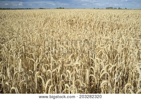 Wheat crops field with cloudy windy sky. Badajoz Spain