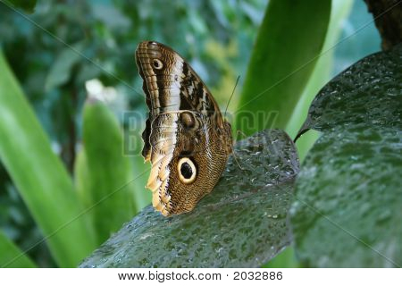 Schmetterling