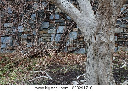 Blue stone wall with tree and vines, horizontal view