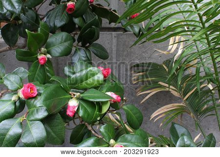 Camellias and palms against a concrete wall, close view