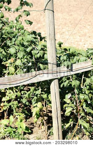 Cruciform wooden pillars support a raspberry bush.