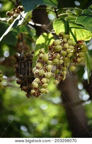 The green and unripe fruits of a foxglove tree Paulownia tomentosa.