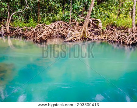 Scenic mangrove forest ecosystem with Mangrove roots and blue water at Krabi Thailand.