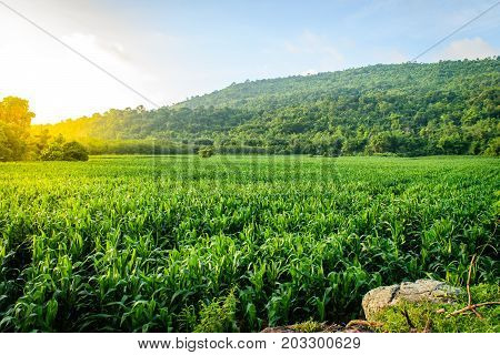 Beautiful morning sunrise over the corn field