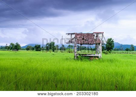 Small cottage in paddy field on the hill with fog in Thailand
