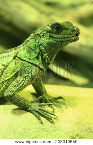 Green Dragon Lizard