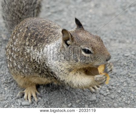 Squirel en Chips