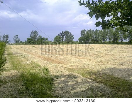 Haymaking. Mowed Hay For Animals At Stadium.
