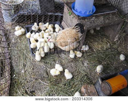 Chicken With Chickens Feeds At The Feeding Trough. Domestic Bird.