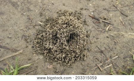 Ant Hill. A Nest Of Ants In The Earth, A Small Group Of Slices Of Clay