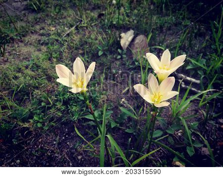 Zephyranthes Citrina, in the garden. Picture in vitage tone.