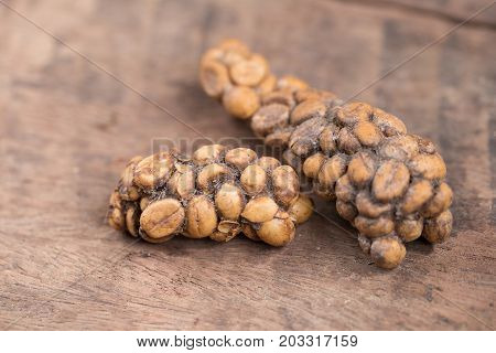 Kopi Luwak Or Civet Coffee, Coffee Beans Excreted By The Civet