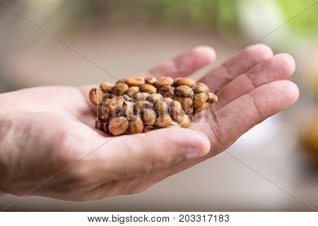 Kopi Luwak Or Civet Coffee, Coffee Beans Excreted By The Civet On Hand