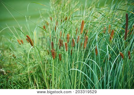 green reeds on the golf course close up