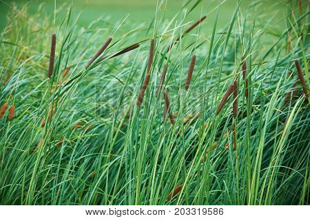 green reeds on the golf course close up