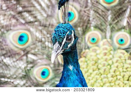 Indian peafowl - Pavo cristatus - male (peacock) displaying. Animal scene. Beauty in nature.