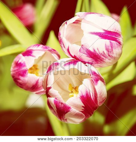 Close up of tulips Caramba. Seasonal natural scene. Spring time. Yellow photo filter.