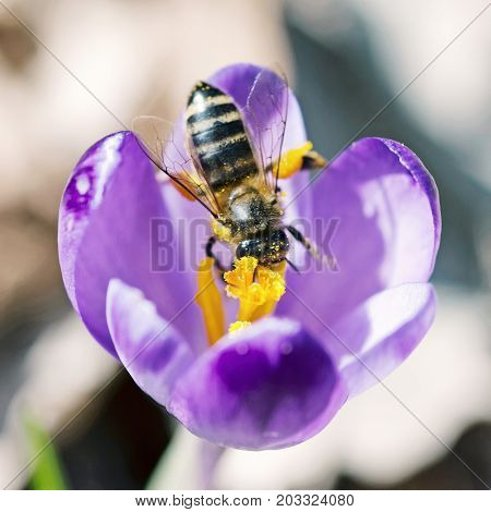 Macro photo of bee pollinate crocus heuffelianus flower. Natural scene. Beauty photo filter.
