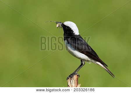 The pied wheatear (Oenanthe pleschanka) in natural habitat - male