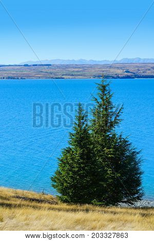 Pine tree at Lake Pukaki along Mount Cook /Aoraki road in autumn Mackenzie District Canterbury region South Island of New Zealand