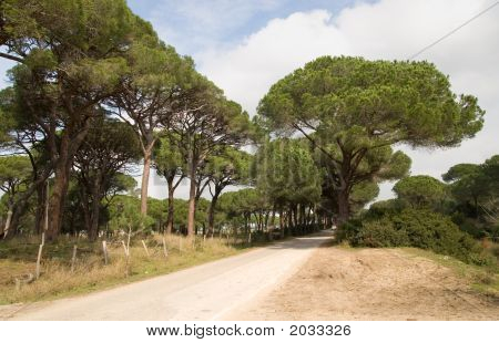 Forest'S Duct