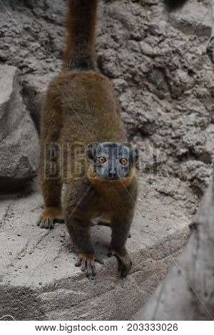 Amazing Brown Collared Lemur on a Rock