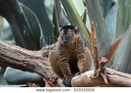 Precious Close Up of a Collared Lemur in a Tree