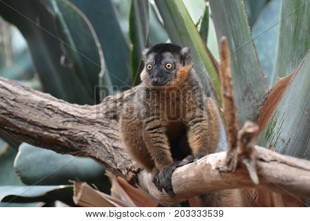 Adorable Yellow Eyes on this Collared Lemur