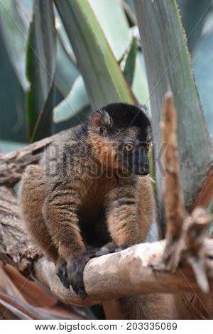 Scenic Image of a Cute Collared Lemur