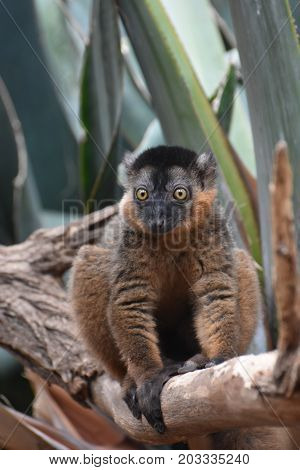 Beautiful Brown Collared Lemur with Amazing Eyes