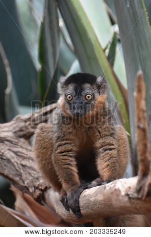 Cute Little Collared Lemur with Bulging Yellow Eyes