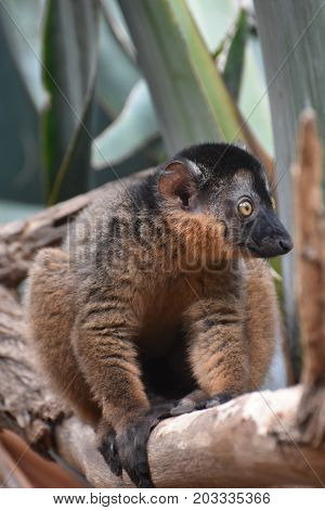 Adorable Little Collared Lemur Grabbing onto a Tree